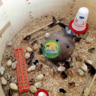 Chicken In Broader