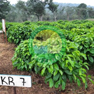 Coffee Mother Garden