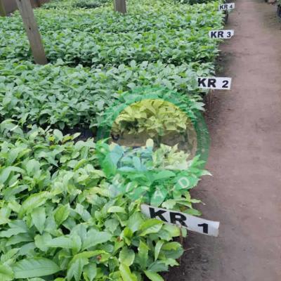Coffee Seedlings In The Nursery