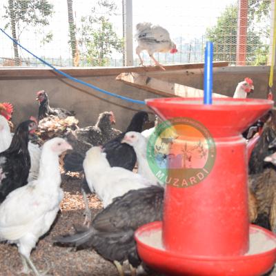Indegenous Local Chicken